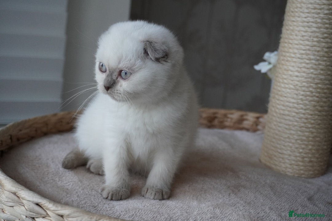 Scottish Fold cats for sale: ❣️Scottish Fold Kittens❣️ - Advert 4