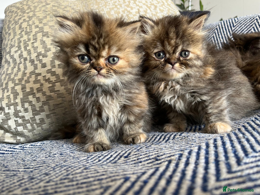 Persian cats for sale: Pure Persian kittens - Image 6