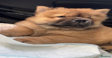 Chow Chow dogs - Advert 3