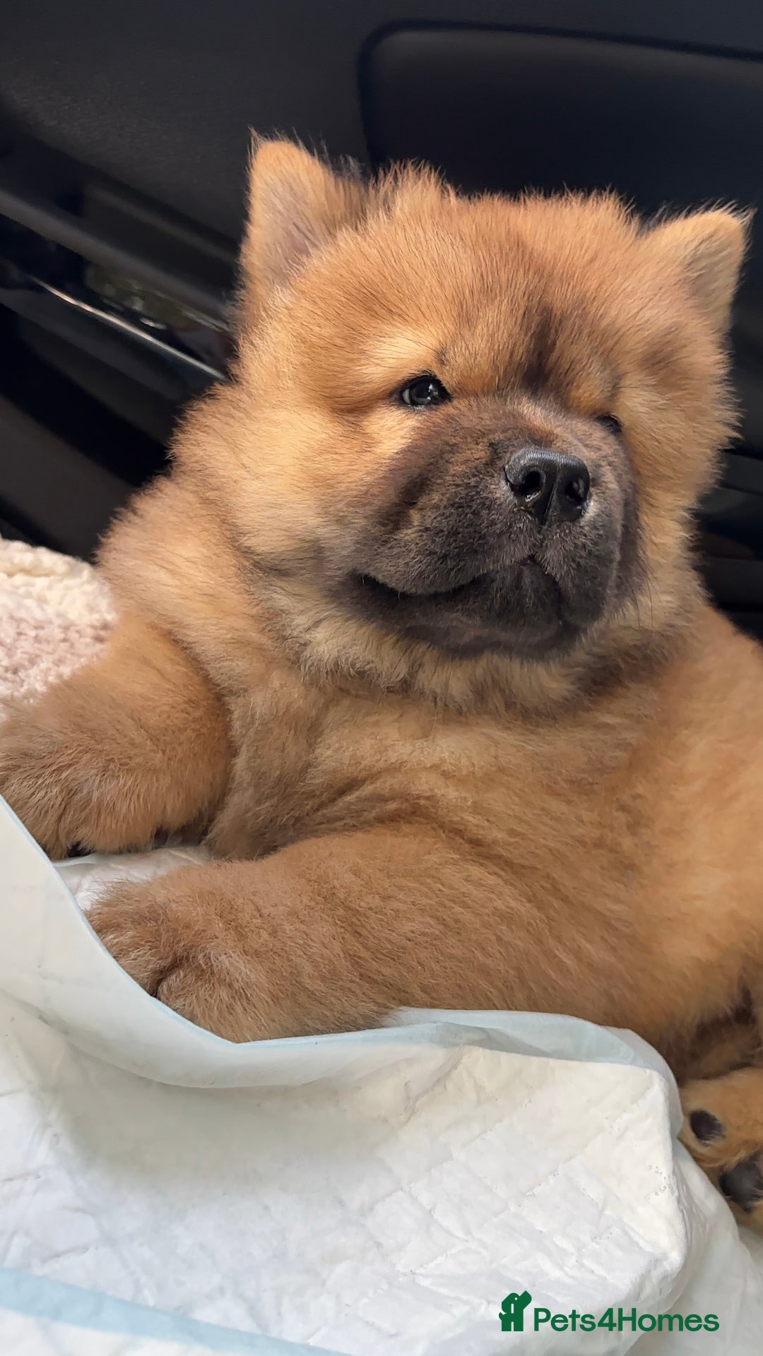 Chow Chow dogs for sale: 🤍  1 STUNNING GIRL LEFT 🐾 READY TO LEAVE 🐾 - Image 8