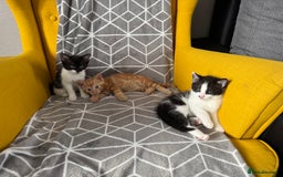 European cats for sale: Playful boy litter trained  - Image 3