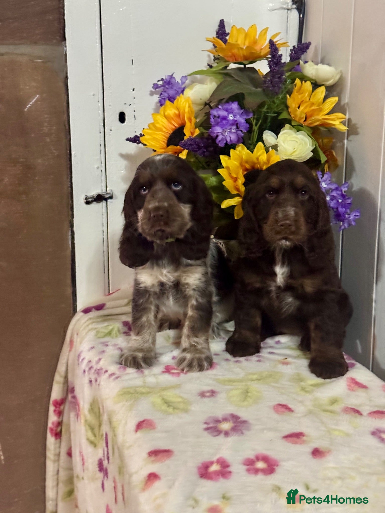 Cocker Spaniel dogs 2 left kc reg show cocker spaniel puppies - Advert 1