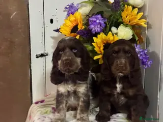 Cocker Spaniel dogs 2 left kc reg show cocker spaniel puppies - Advert 1