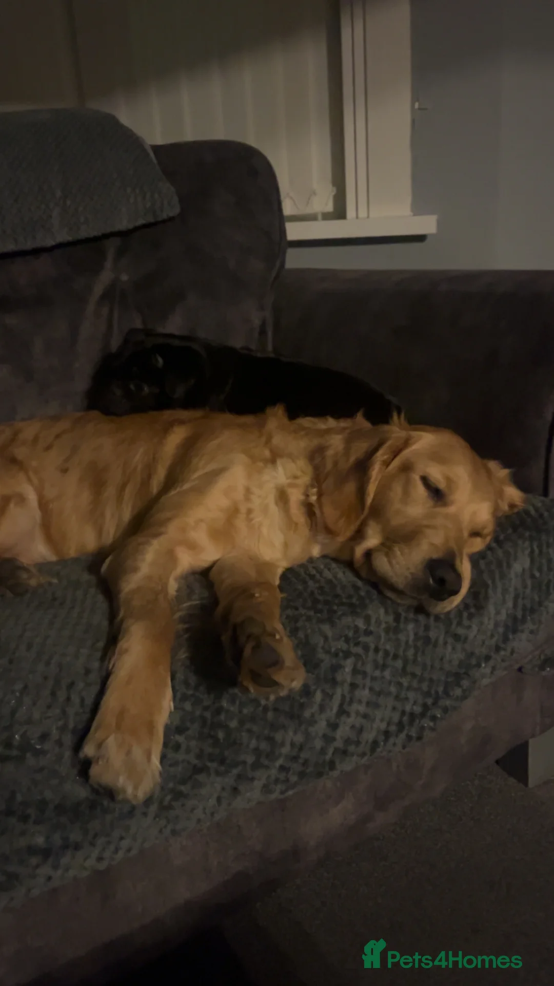 Golden Retriever dogs for sale: Exceptional Golden Retriever-Loving Temperament  in Port Talbot - Advert 13