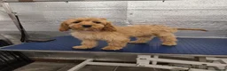 Cockapoo dogs for sale: 1 female F1 Cockapoo - Advert 10