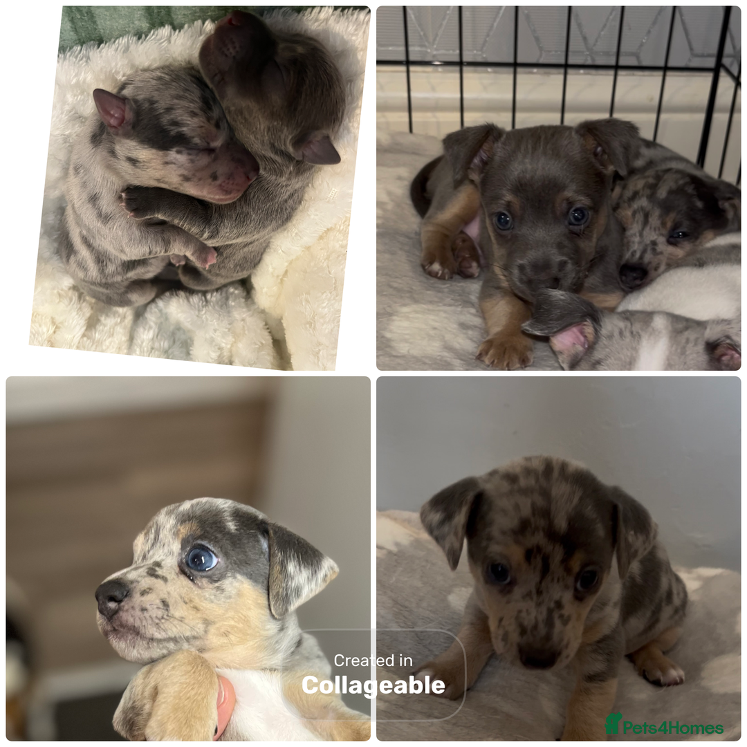 Jack Russell dogs for sale: Miniature Tri coloured Merle Jack Russell  - Image 9