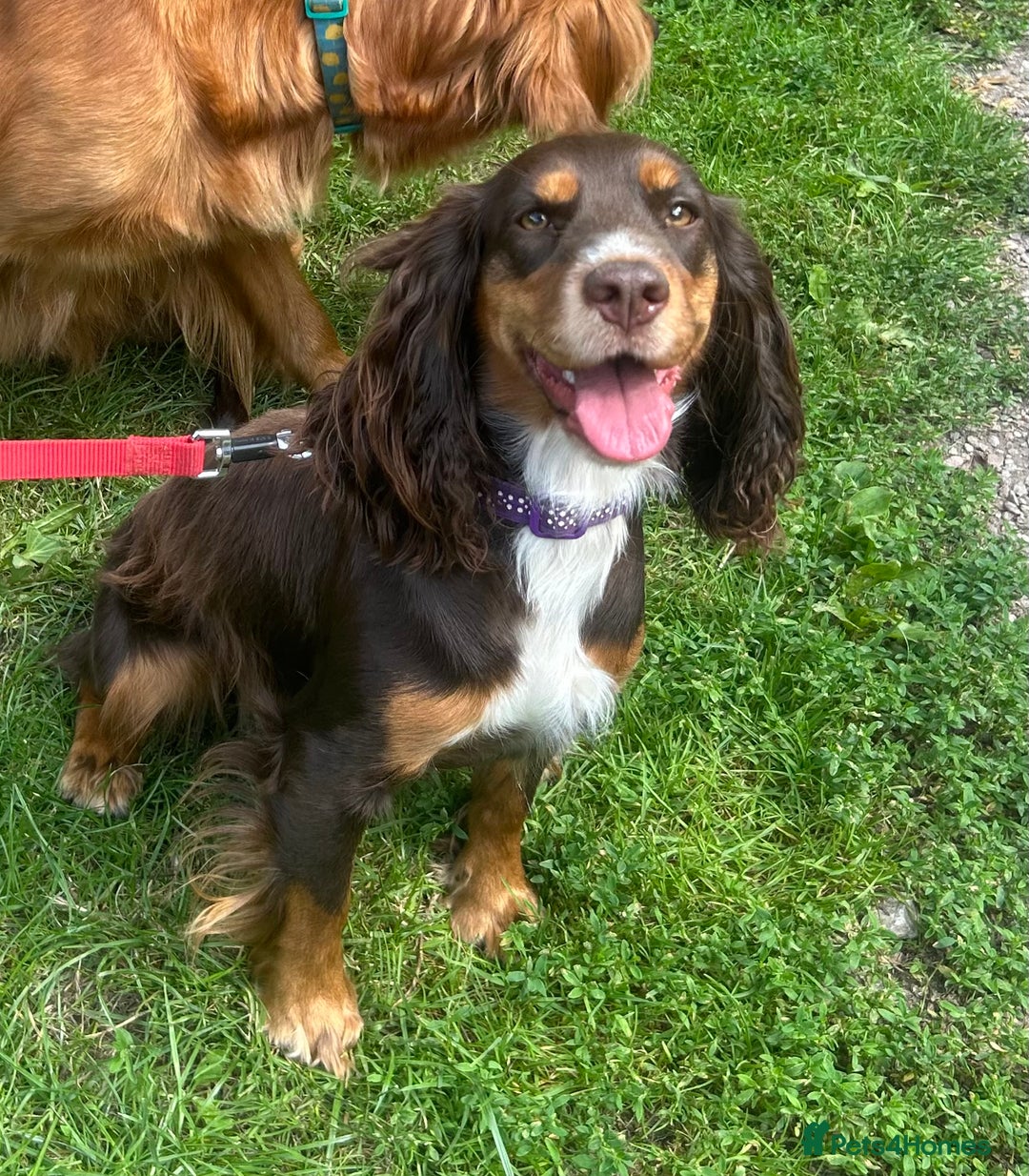 Cocker Spaniel dogs for sale: Beautiful KC reg Cocker Spaniel Pups - Image 17
