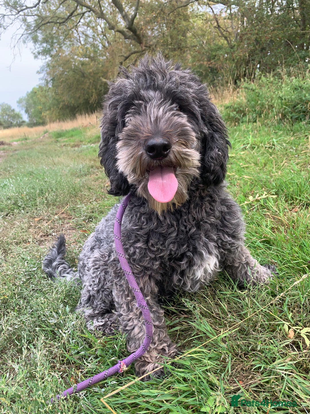 Sheepadoodle dogs for sale: Medium Sheepadoodle Puppies Available  - Advert 6