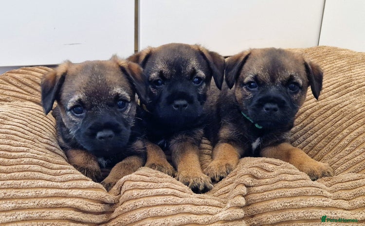 Border Terrier dogs - Advert 1