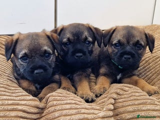 Border Terrier dogs - Advert 3