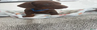 Dachshund Puppy 5