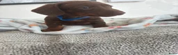 Dachshund dogs for sale: 5 stunning miniature dachshund puppies - Advert 2