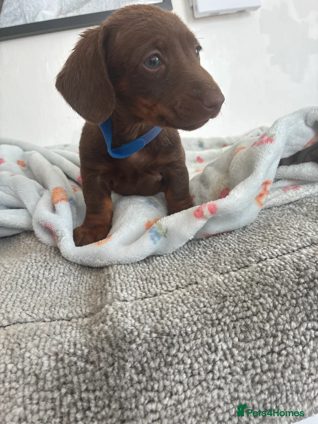 Dachshund dogs for sale: 5 stunning miniature dachshund puppies - Advert 2