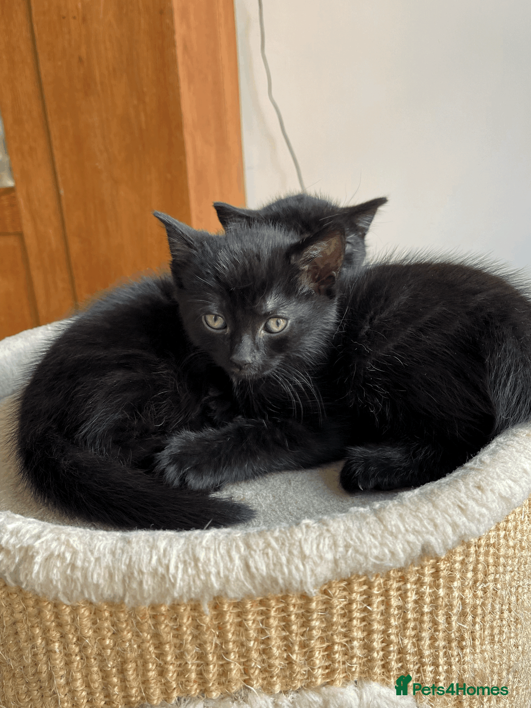 Mixed Breed cats for sale: Two beautiful kittens looking for loving home - Advert 2