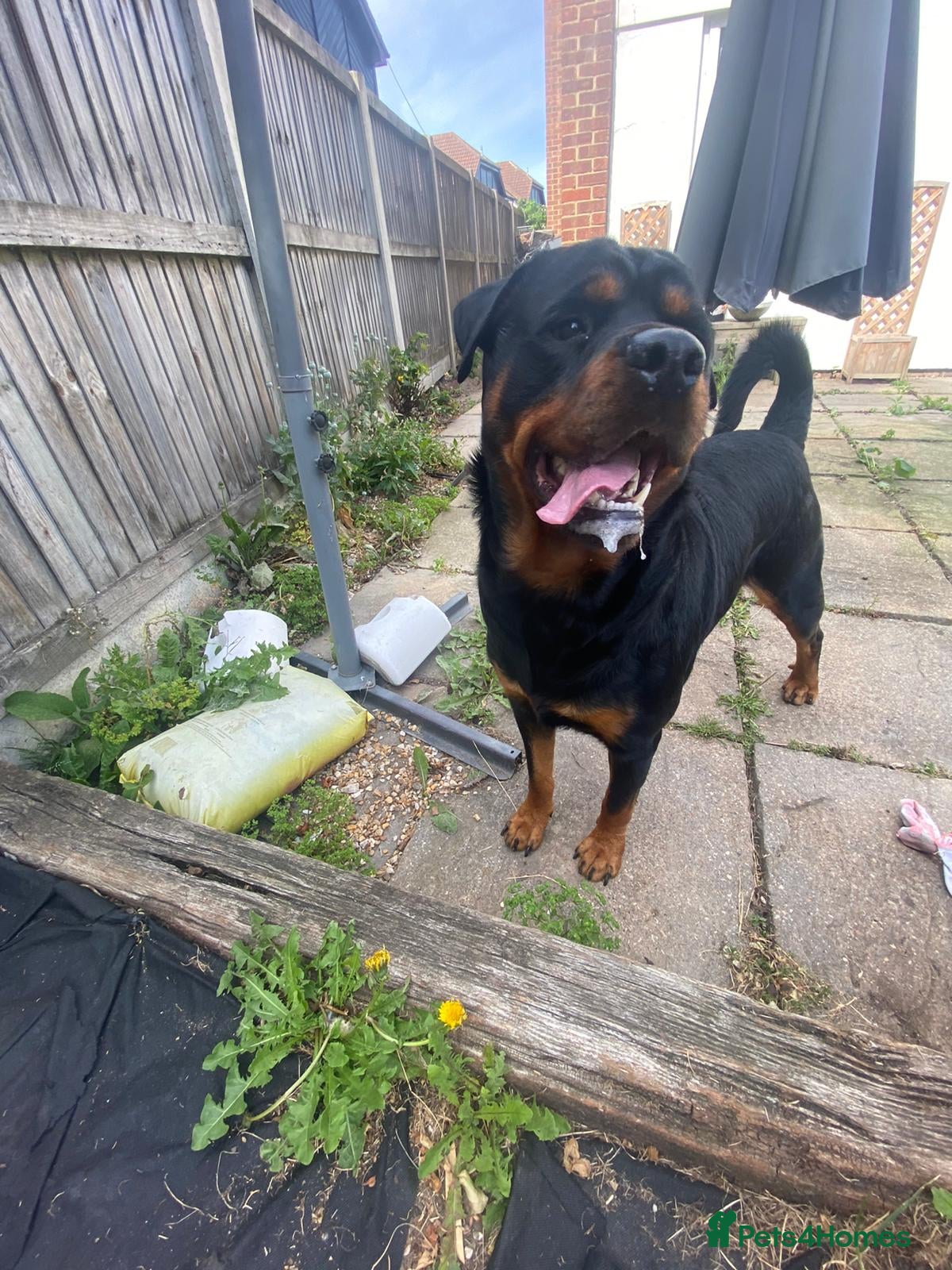 Rottweiler dogs MARLEY THE ROTTWEILER FOR STUD - Advert 15