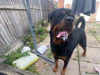 Rottweiler dogs MARLEY THE ROTTWEILER FOR STUD - Advert 18
