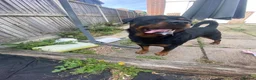 Rottweiler dogs for stud: MARLEY THE ROTTWEILER FOR STUD - Advert 1