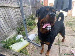 Rottweiler dogs MARLEY THE ROTTWEILER FOR STUD - Advert 2