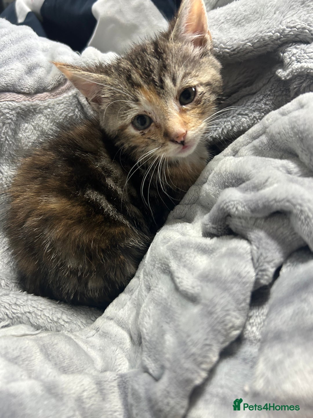 Domestic Shorthair cats for sale: Adorable Kittens! 🐾ready 18th January  - Advert 1