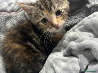 Domestic Shorthair cats Adorable Kittens! 🐾ready 1 left - Advert 9