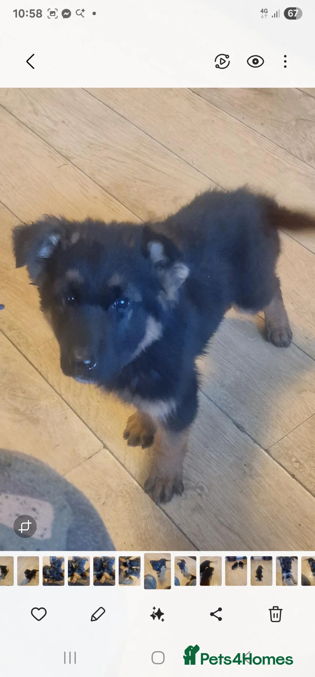 German Shepherd dogs for sale: German Shepherd pups - Advert 15