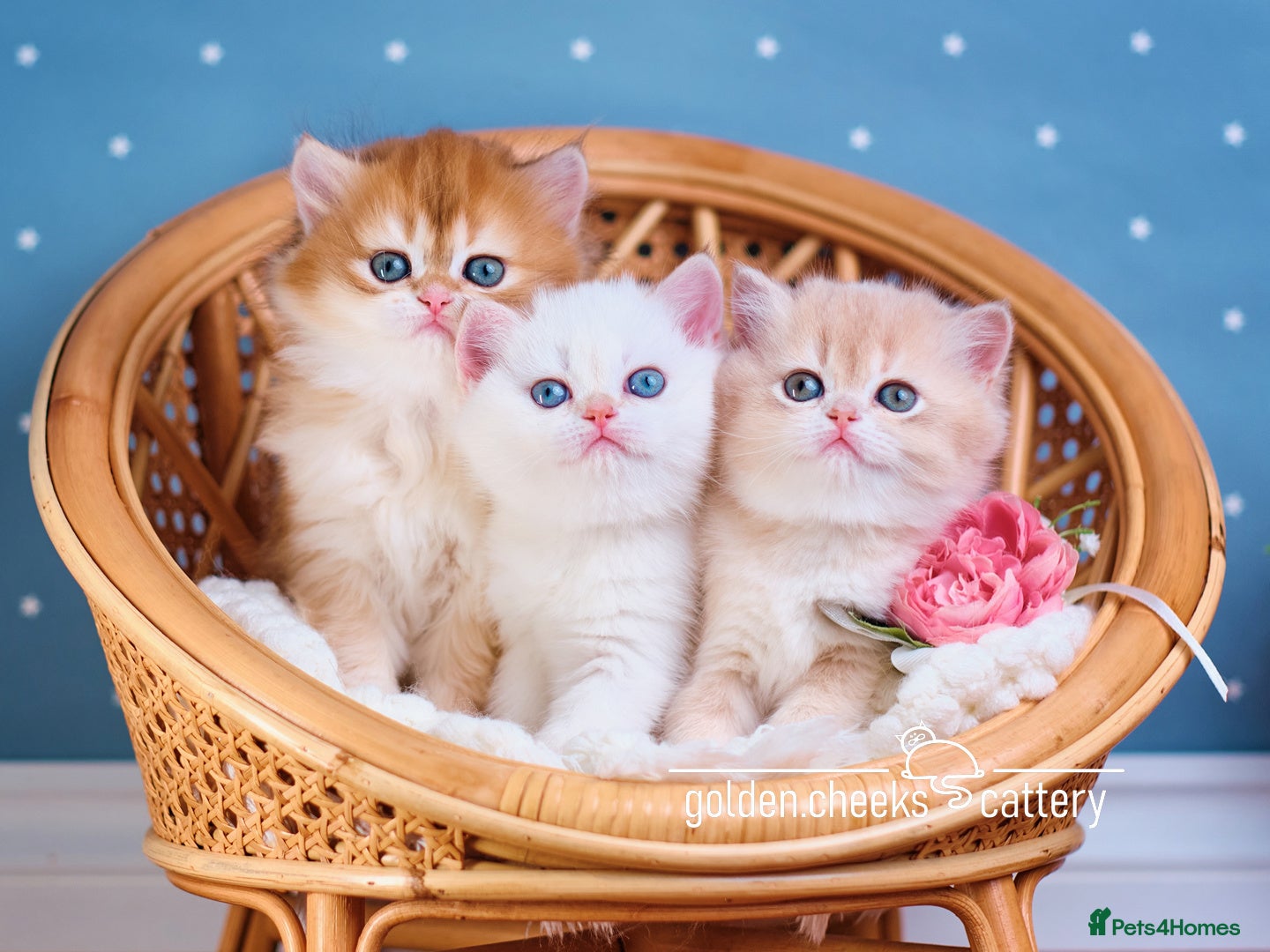 British Shorthair cats Show-Quality British Shorthair Kittens - Advert 1