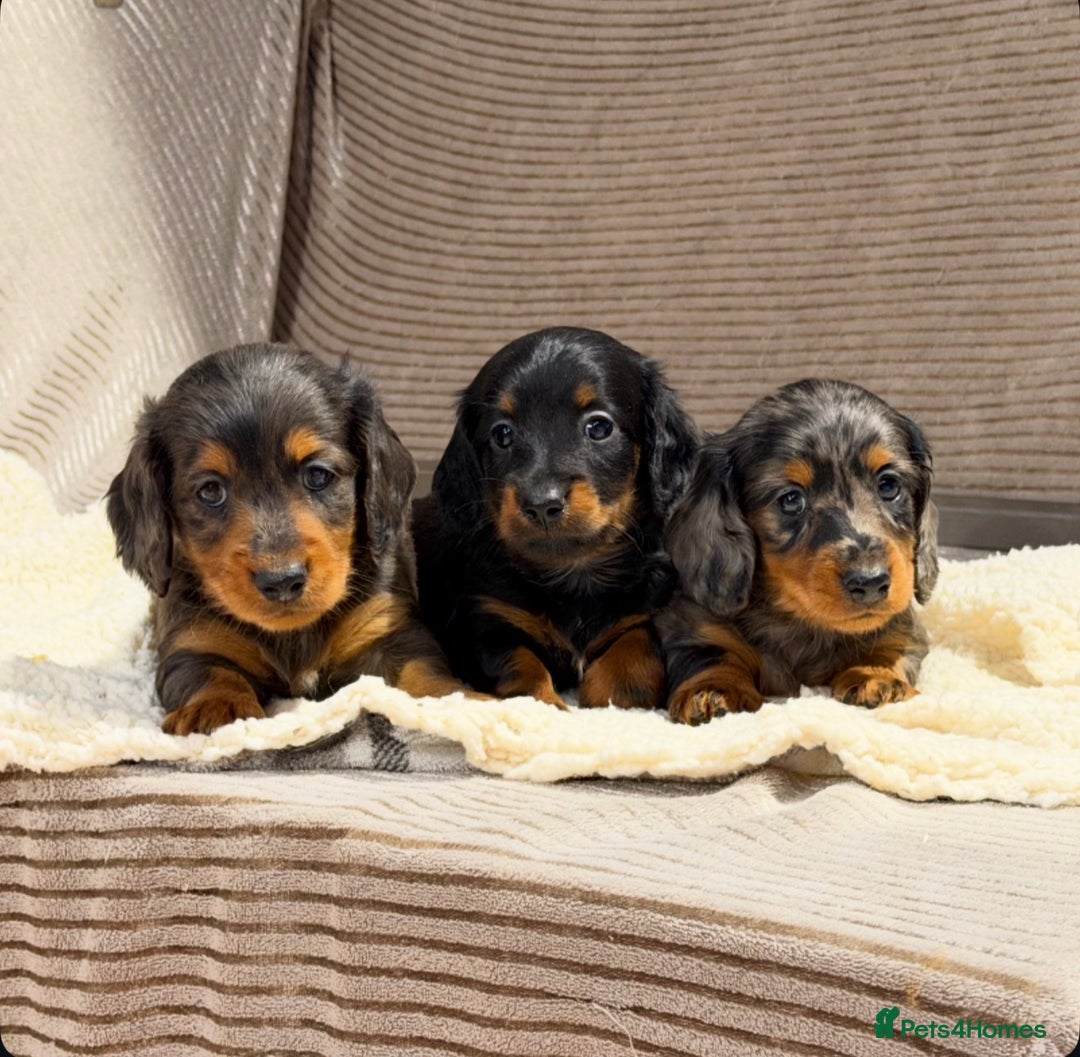 Miniature Dachshund dogs for sale: STUNNING LONG HAIRED KC MINI DACHSHUND PUPPIES - Advert 4