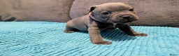 Staffordshire Bull Terrier dogs for sale: KC registered beautiful staffies puppies to sell - Advert 14