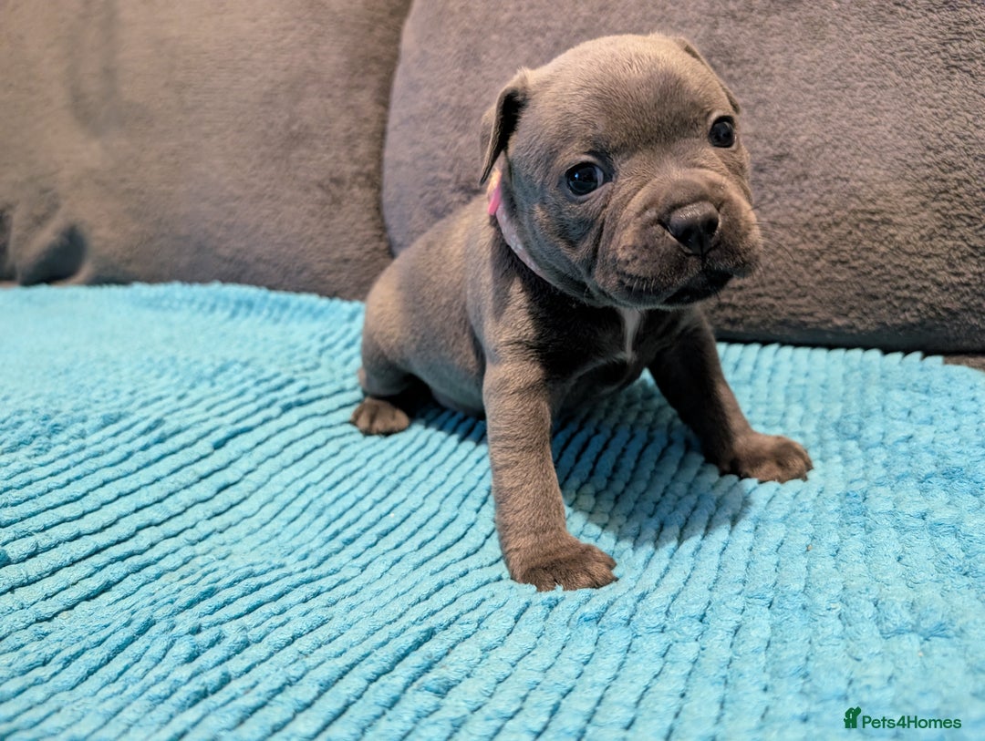 Staffordshire Bull Terrier dogs for sale: KC registered beautiful staffies puppies to sell - Advert 14