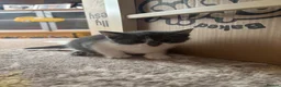 Mixed Breed cats for sale: Grey and White male kitten  - Advert 5