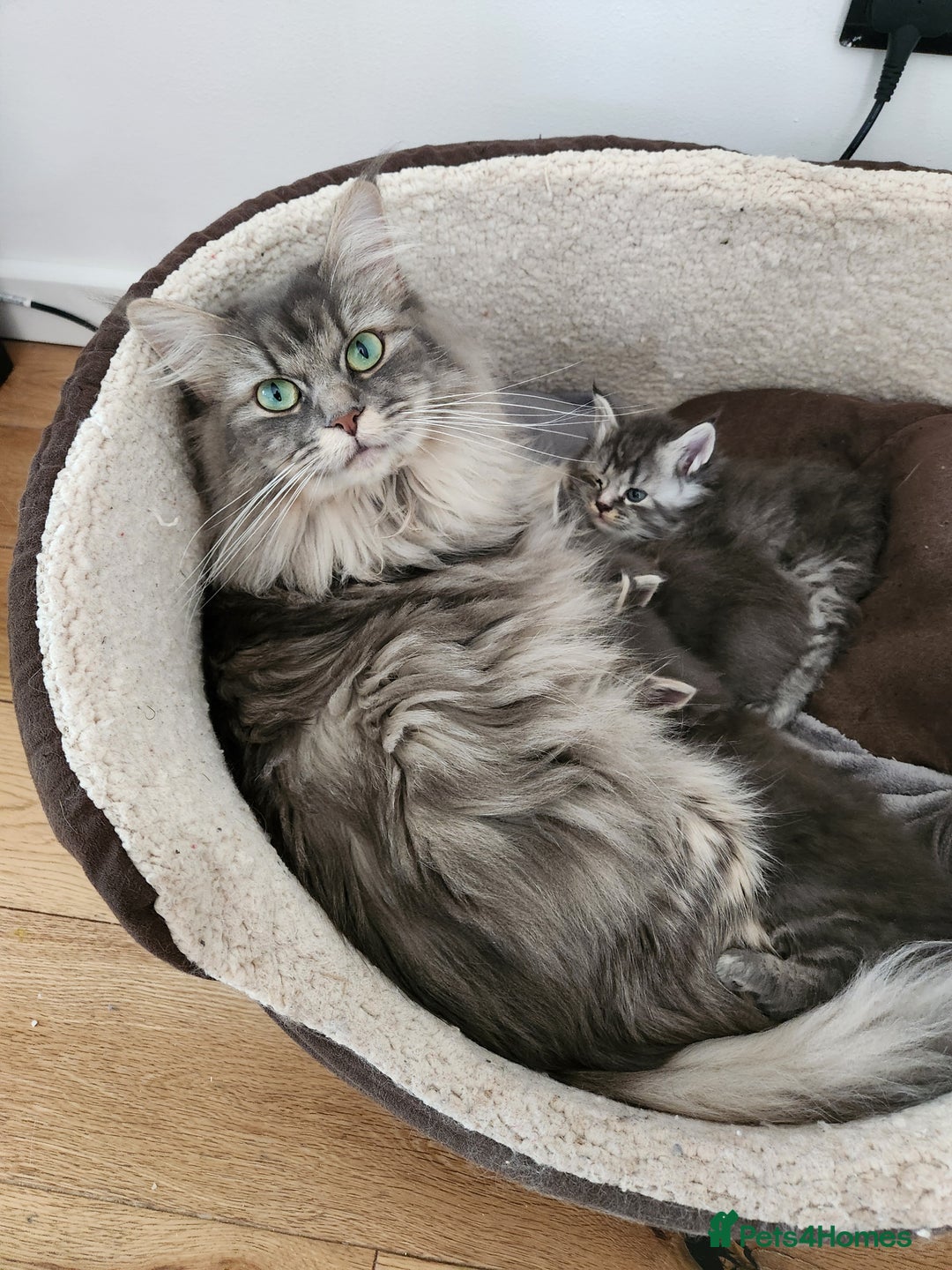 Maine Coon cats for sale: 2 male maine coon kittens - Image 9