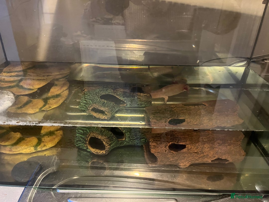 Axolotl reptiles for sale: Axolotl  - Advert 4