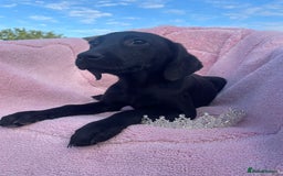 Labrador Retriever dogs for sale: Two Adorable Labrador Puppies - Image 9