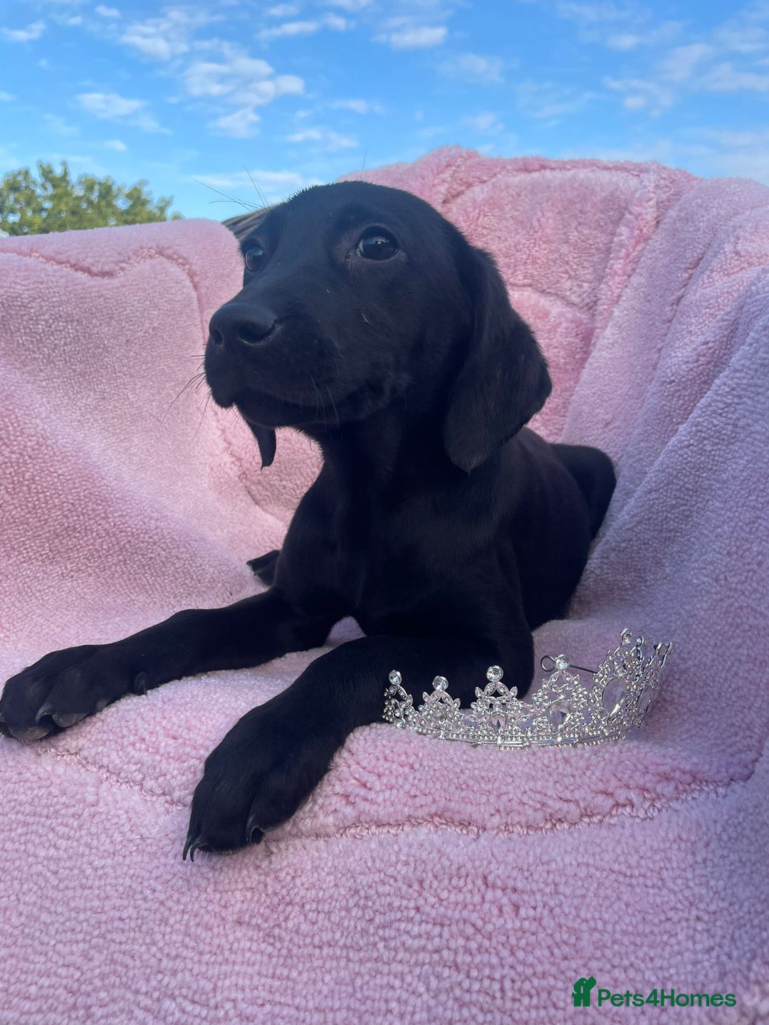 Labrador Retriever dogs for sale: Two Adorable Labrador Puppies - Image 9