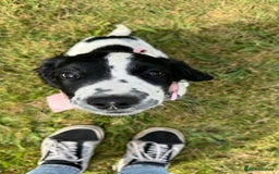 English Springer Spaniel dogs for sale: 5 month old female English springer spaniel  - Image 8