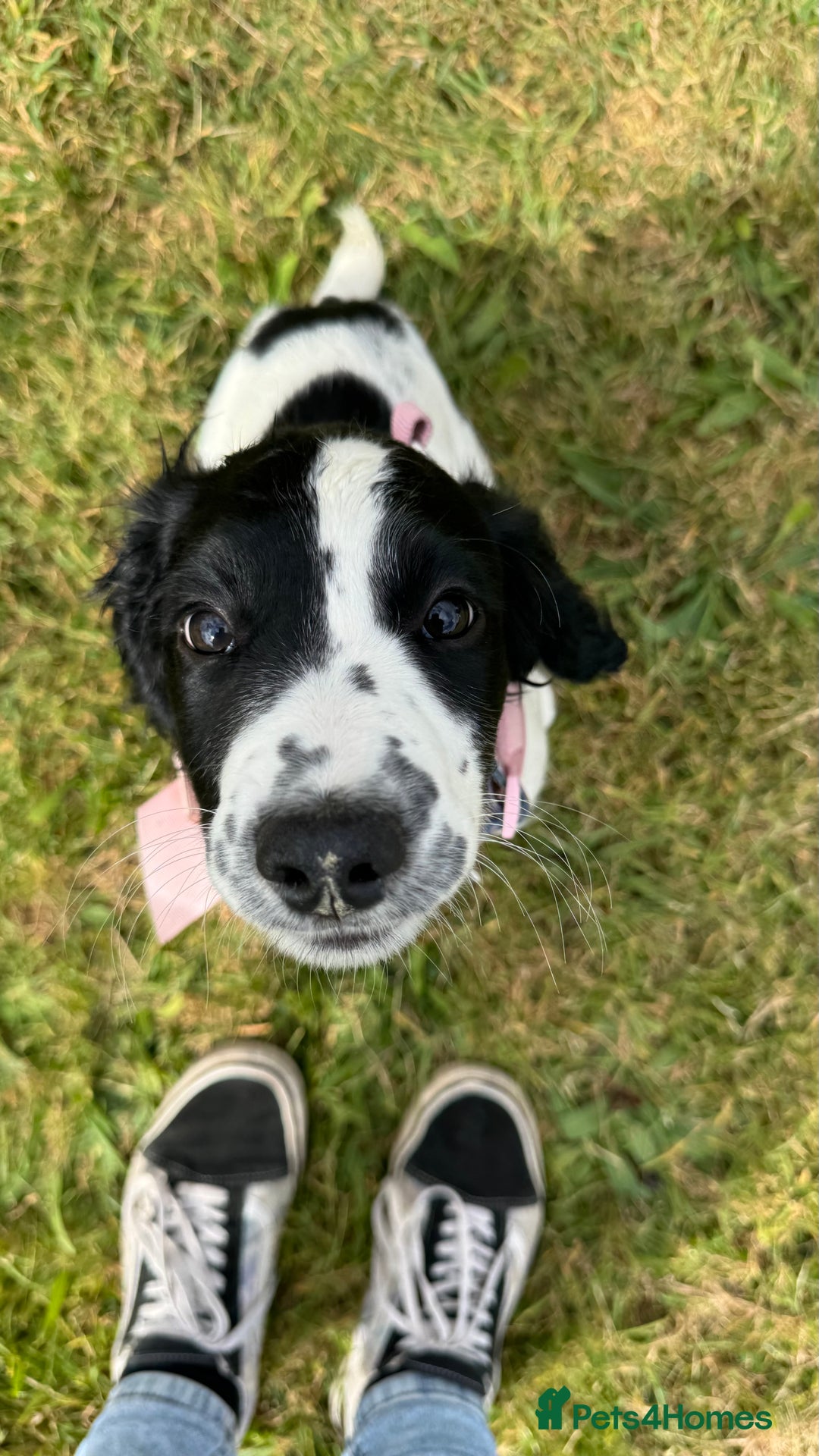 English Springer Spaniel dogs for sale: 5 month old female English springer spaniel  - Image 8