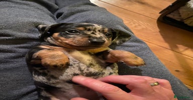 Miniature Dachshund dogs - Advert 13