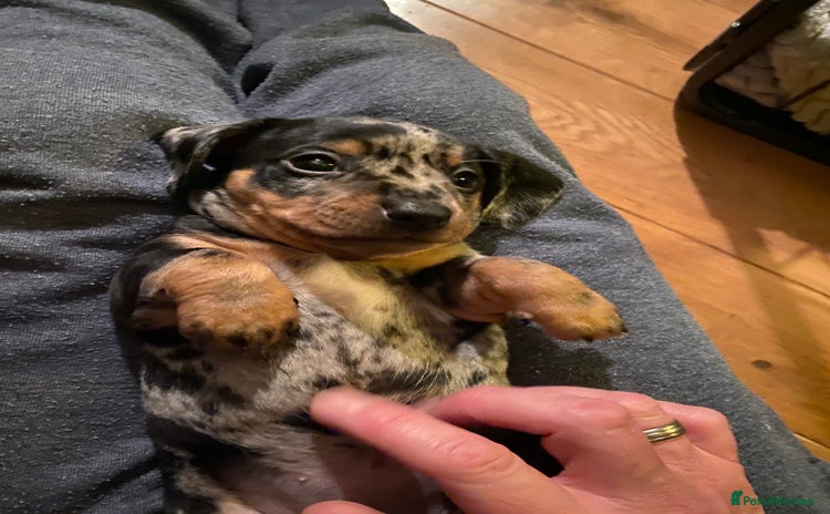 Miniature Dachshund dogs - Advert 6