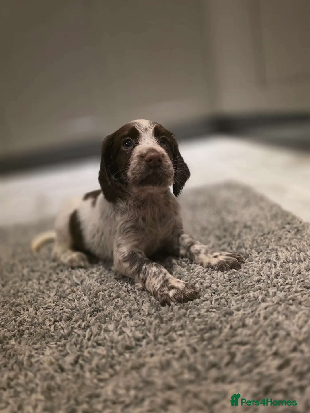 Cocker Spaniel dogs for sale: Beautiful Working cocker spaniel puppies - Advert 26