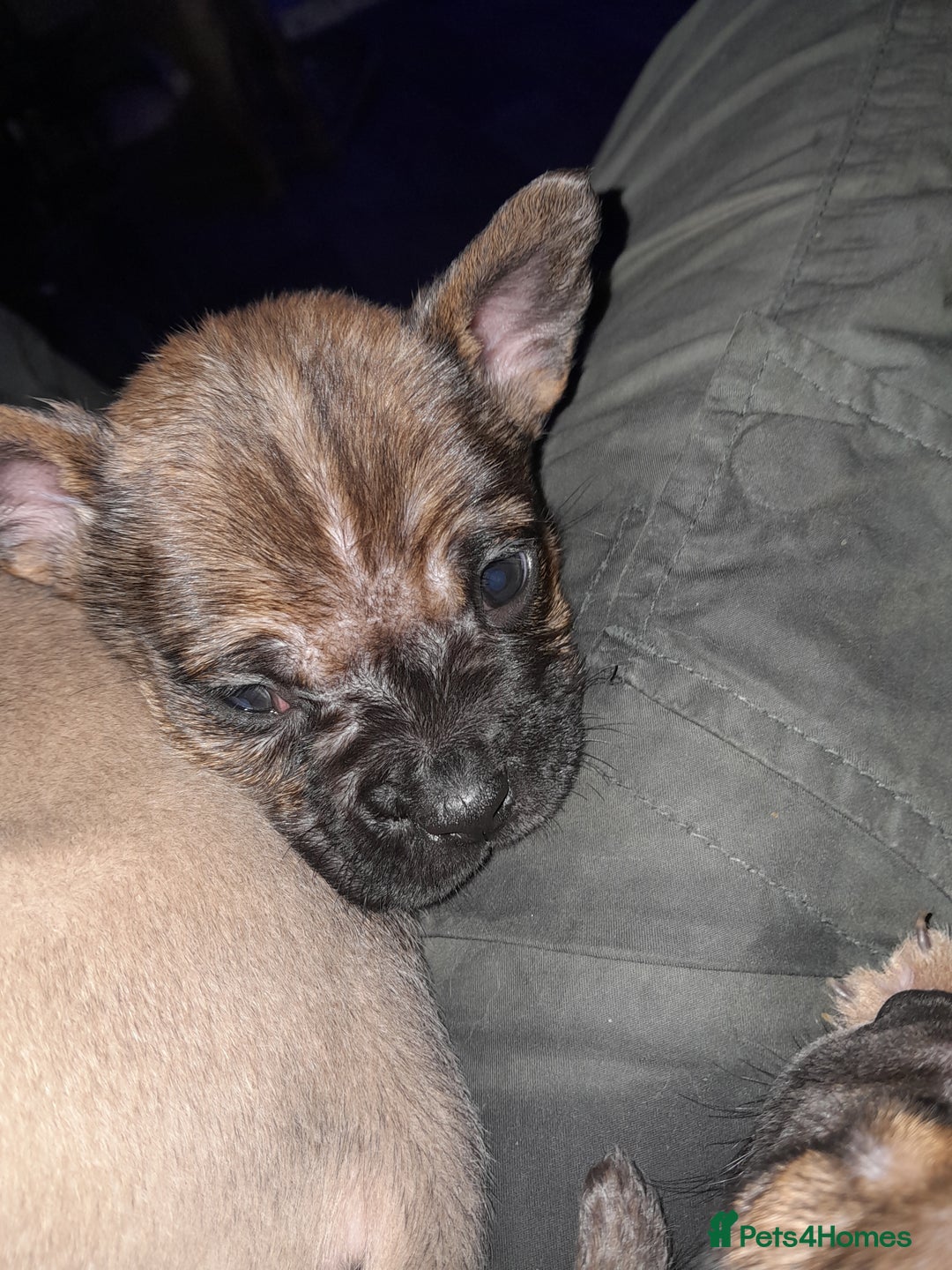 Mixed Breed dogs for sale: French bulldog x - Advert 10