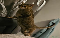 Savannah cats for sale: Beautiful Savannah F4 registered  - Image 12