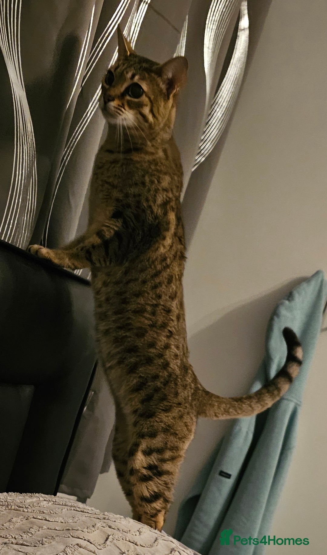 Savannah cats for sale: Beautiful Savannah F4 registered  - Image 12