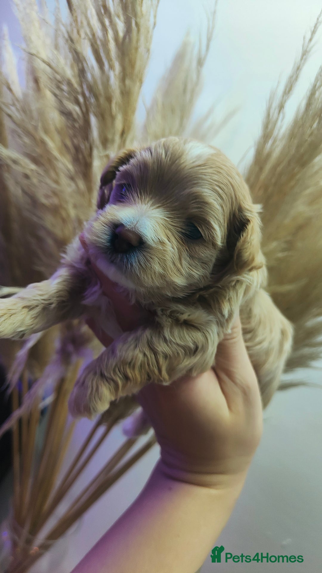 Maltipoo dogs for sale: F1 Tiny Maltipoo Puppies  - Advert 11