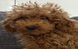 Toy Poodle dogs for sale: Toy poodle girl  - Advert 1