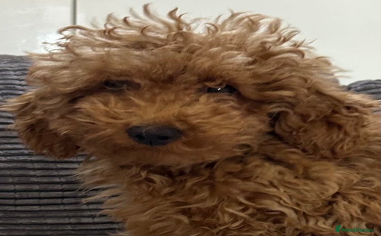 Toy Poodle dogs Toy poodle girl  - Advert 2