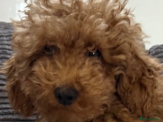 Toy Poodle dogs Toy poodle girl - Advert 2