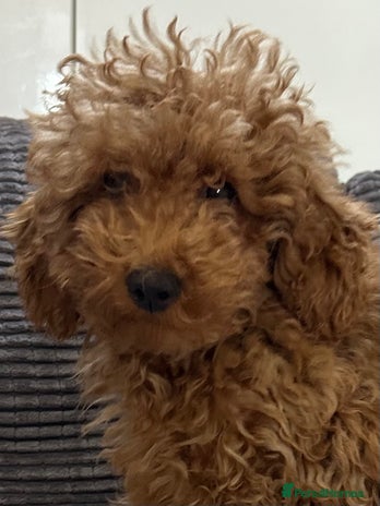 Toy Poodle dogs Toy poodle girl - Advert 1