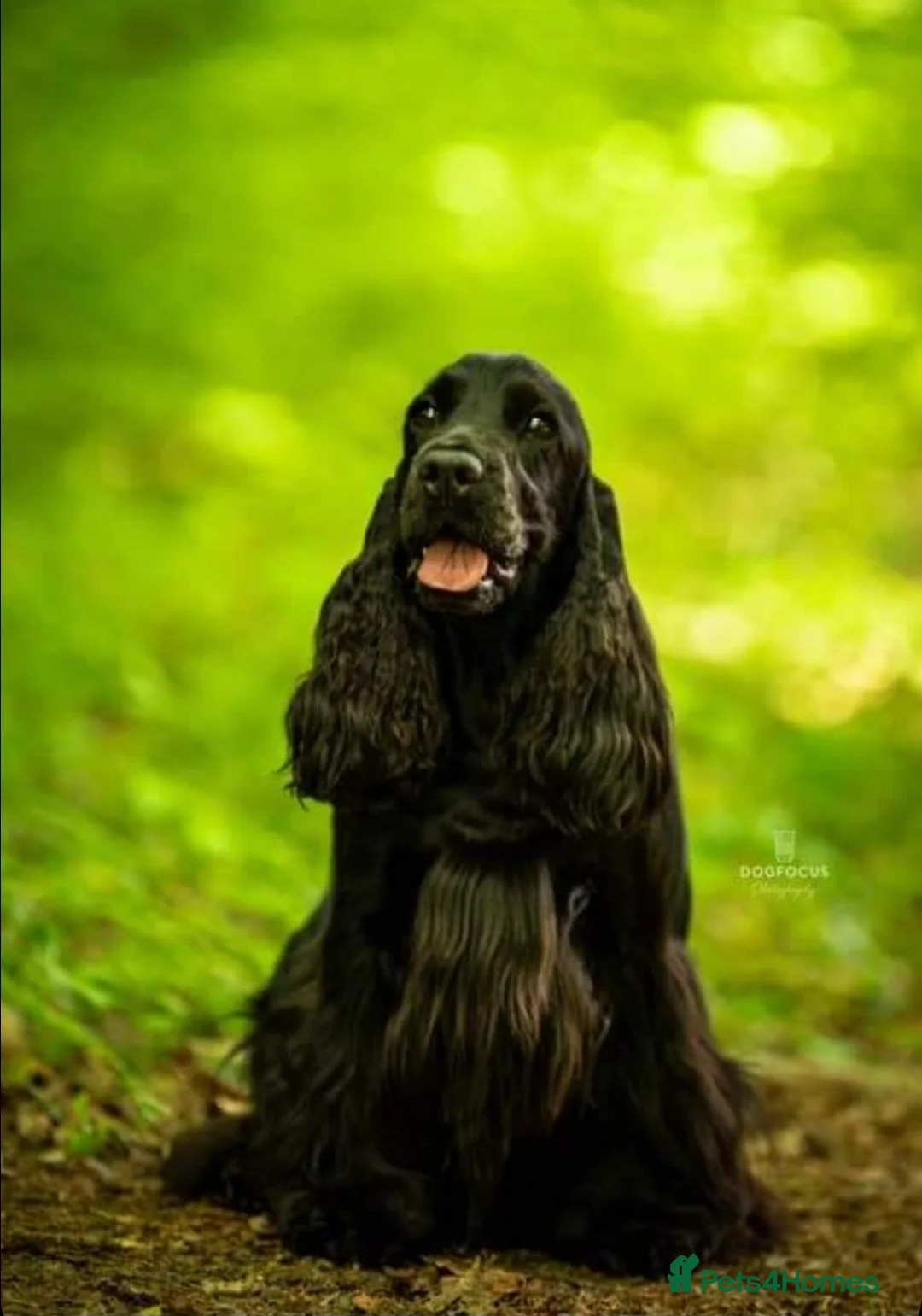 Cocker Spaniel dogs for sale: Show Cocker Spaniel K.C. Registered - Advert 1