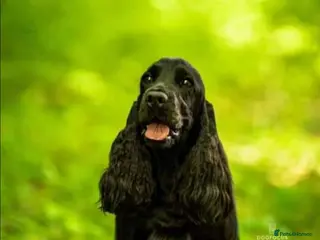 Cocker Spaniel dogs Show Cocker Spaniel K.C. Registered - Advert 17