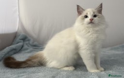 Ragdoll cats for sale: Playful Pedigree Ragdoll Kittens Available - Image 30